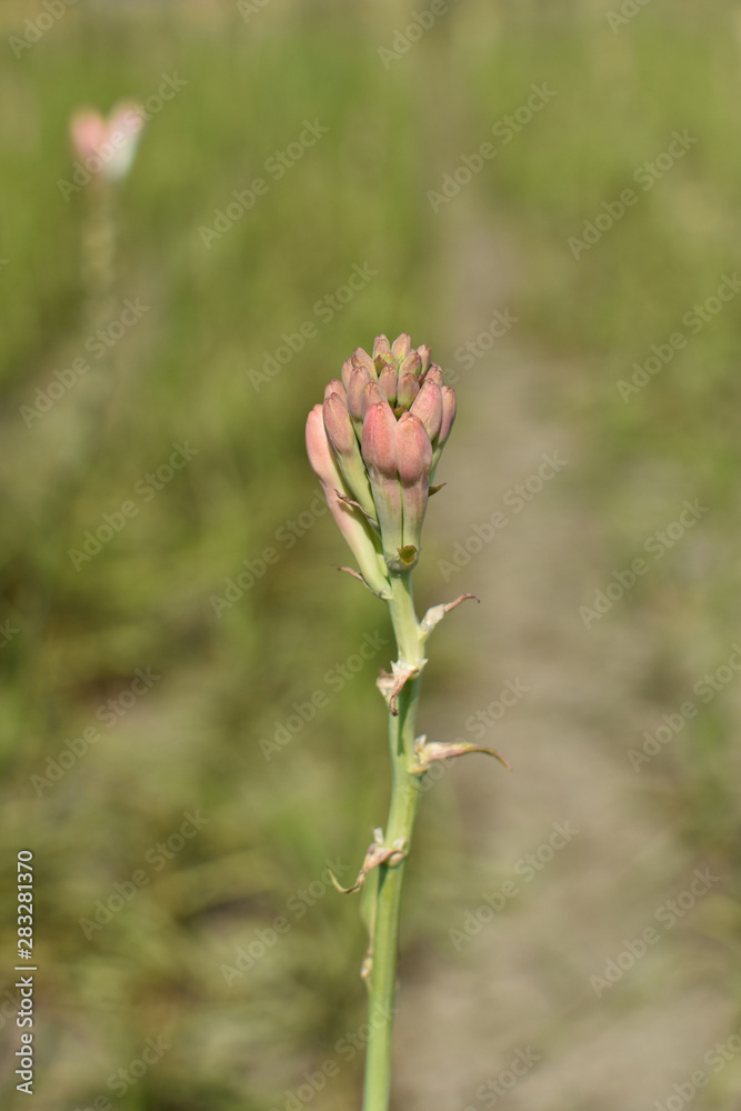 Tuberose or rajnigandha, is a night blooming flower, blooming in a garden Tuberose or rajnigandha, is a night blooming flower, blooming in a garden