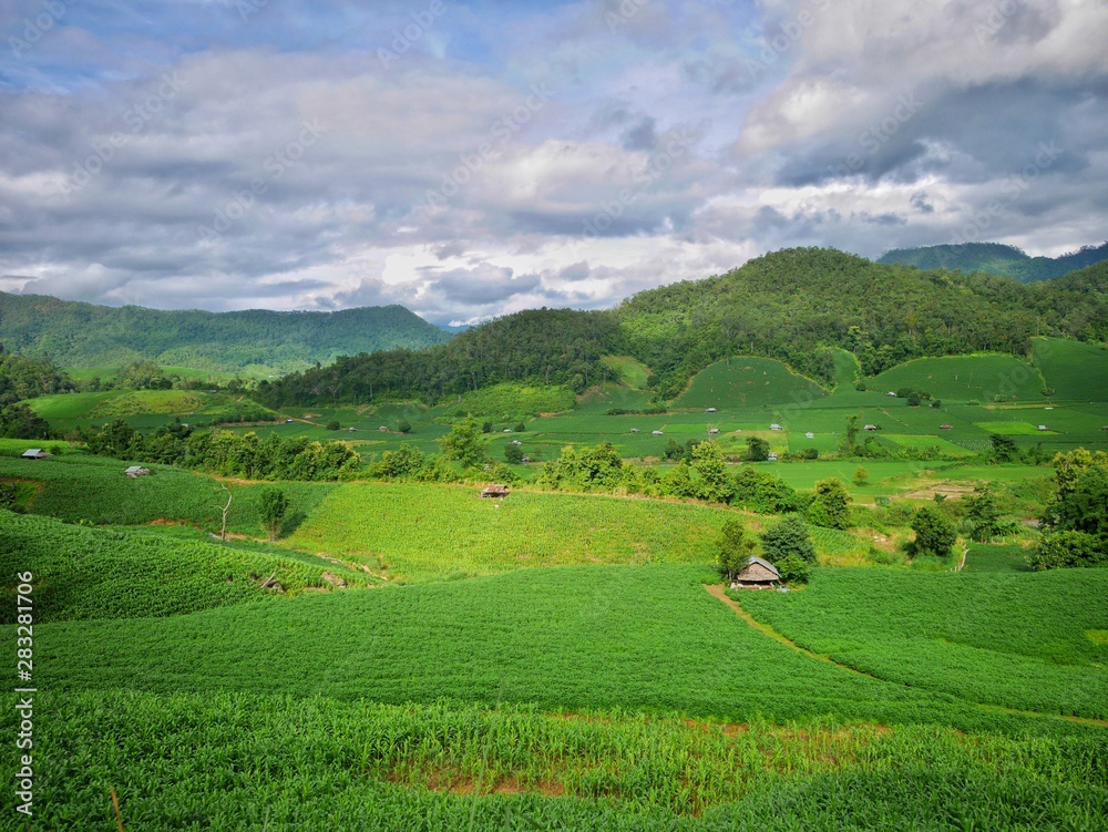 landscape of paddy field in Mae Hong Son province, Thailand.