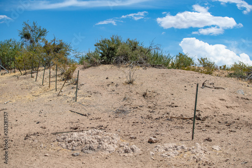 USA, Nevada, Clark County, Gold Butte National Monument. A broken bardwire exclosure fence no longer keeping feral cows and wild burros out of Aqua Caliente Spring