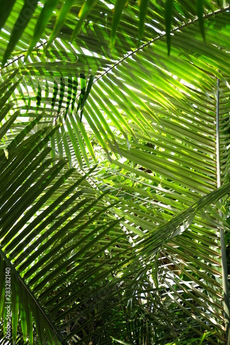 Fototapeta Naklejka Na Ścianę i Meble -  Palm leaves