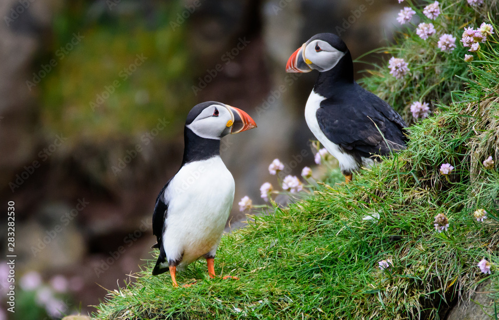 Naklejka premium Puffins