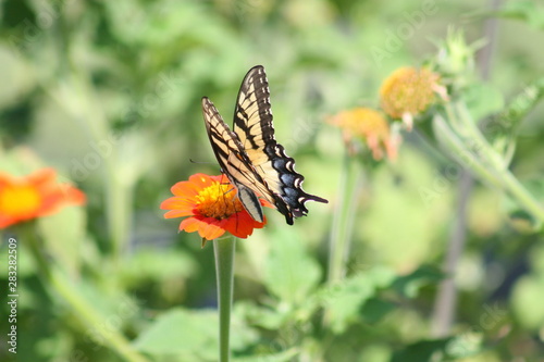 Tiger Swollowtail Butterfly 2019 © DarrenDwayne