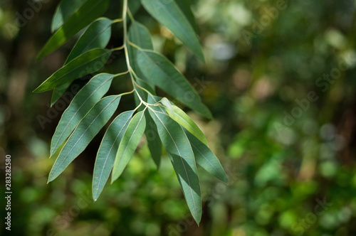 Eucalyptus leaves. branch eucalyptus tree nature background.