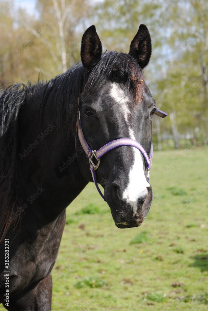 Horses Horses