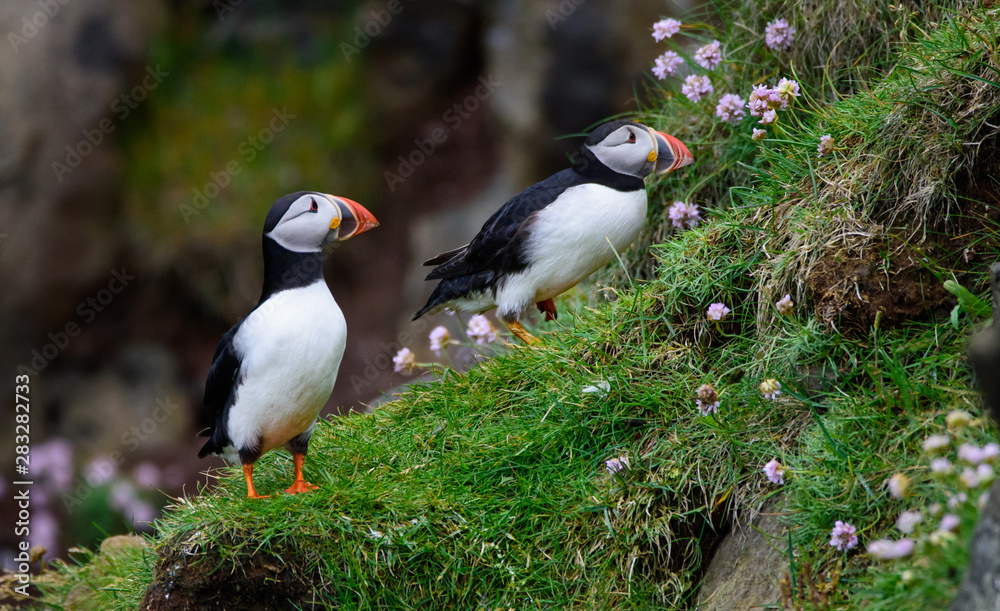 puffins