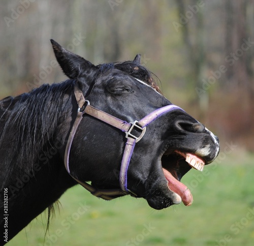 Laughing Horse 