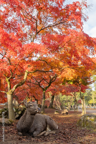 奈良公園の紅葉と鹿