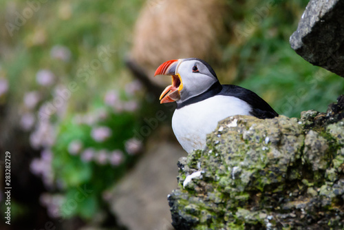 puffin calling © Betty Rong