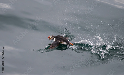 puffin flying on water