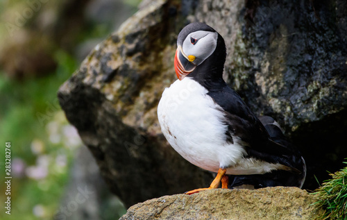 puffin © Betty Rong