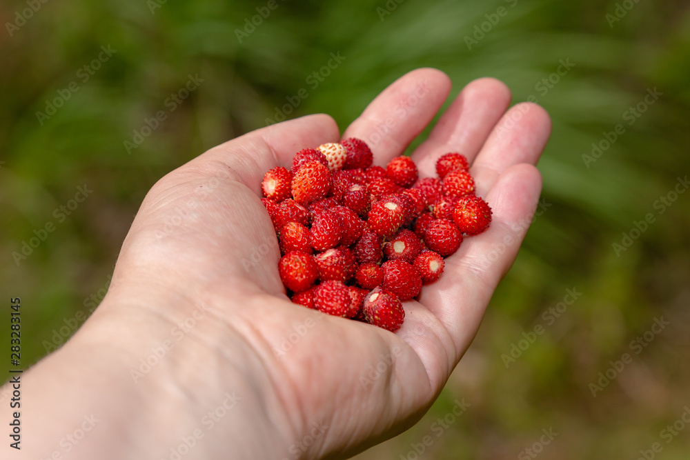 The hand with the berries of wild strawberry 