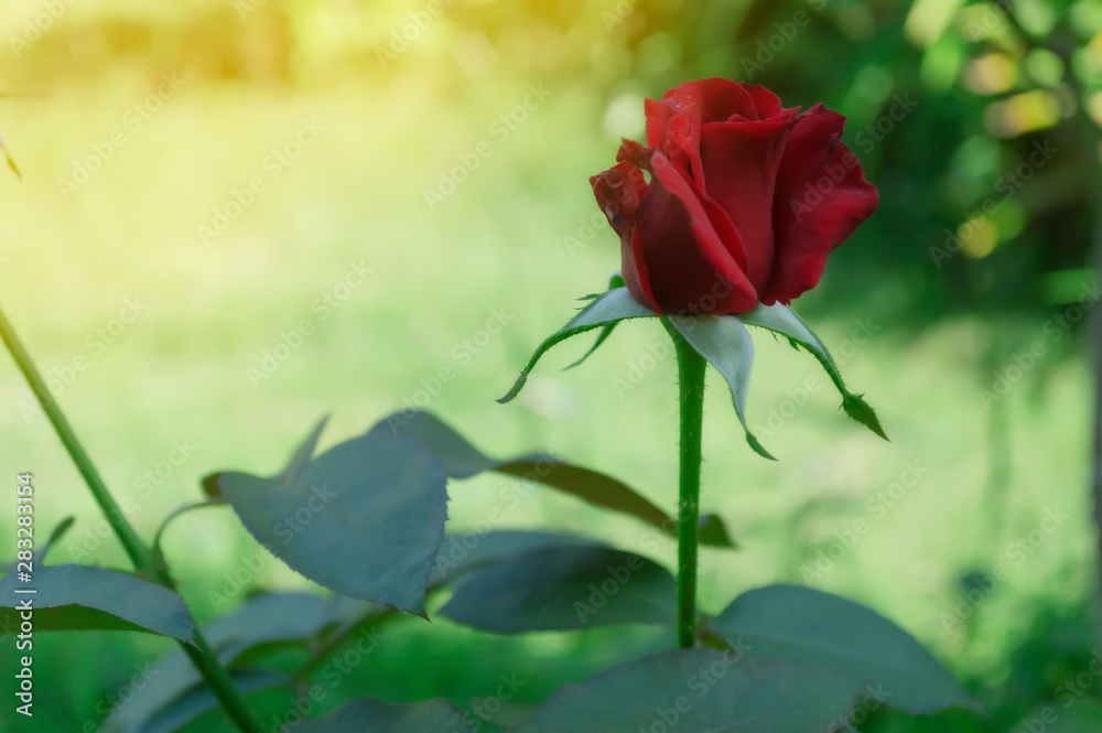 red rose flower in the garden on the morning red rose flower in the garden on the morning