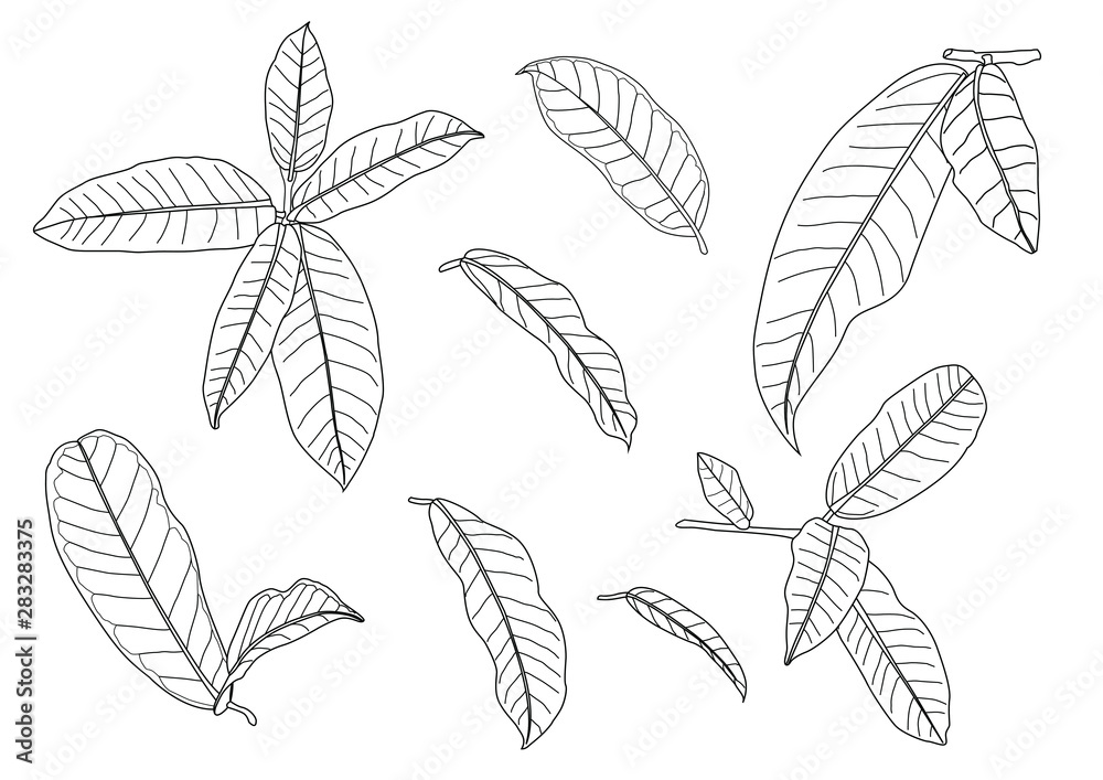 line single leaf and leaf pattern black Bring to color decorate on white background illustration vector