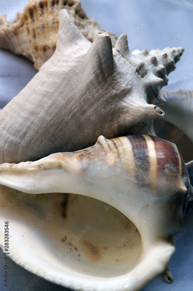 Naklejka premium caracoles de mar