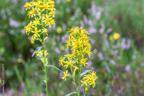 Solidago virgaurea, European goldenrod or woundwort yellow flowers