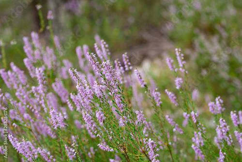 heather flowers in forest closeup