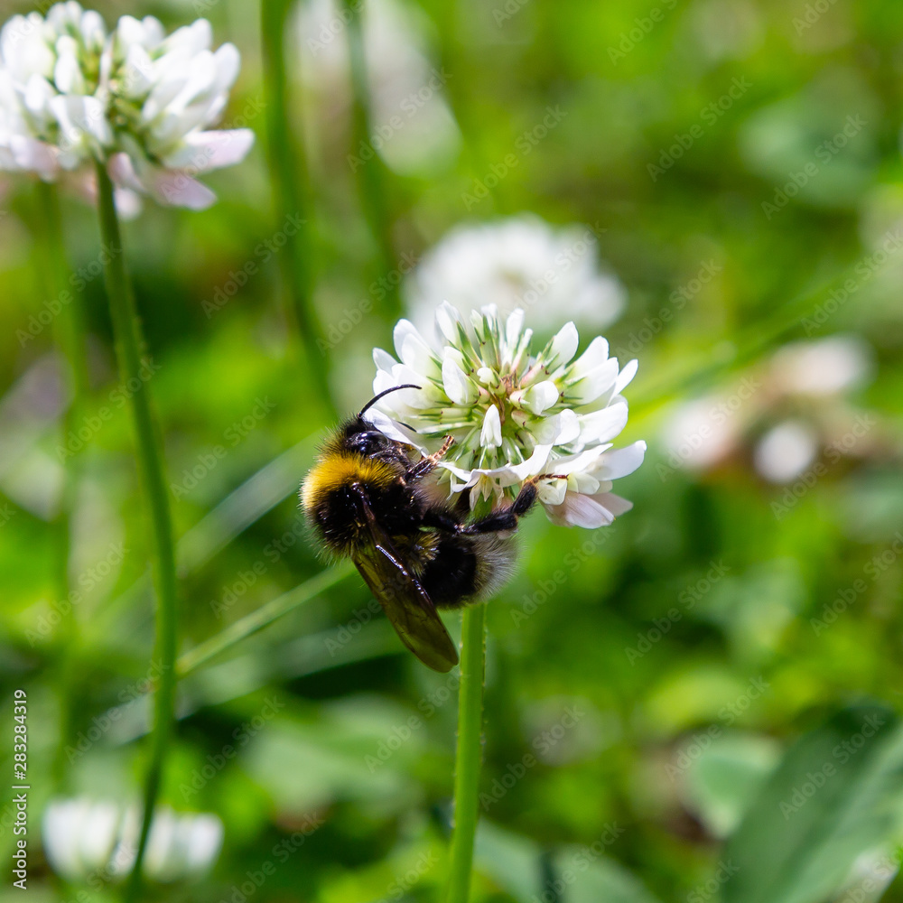 A bee collects nectar on a white clover (Trifolium repens) flower. Natural background. Pollination of crops. A bee collects nectar on a white clover (Trifolium repens) flower. Natural background. Pollination of crops.