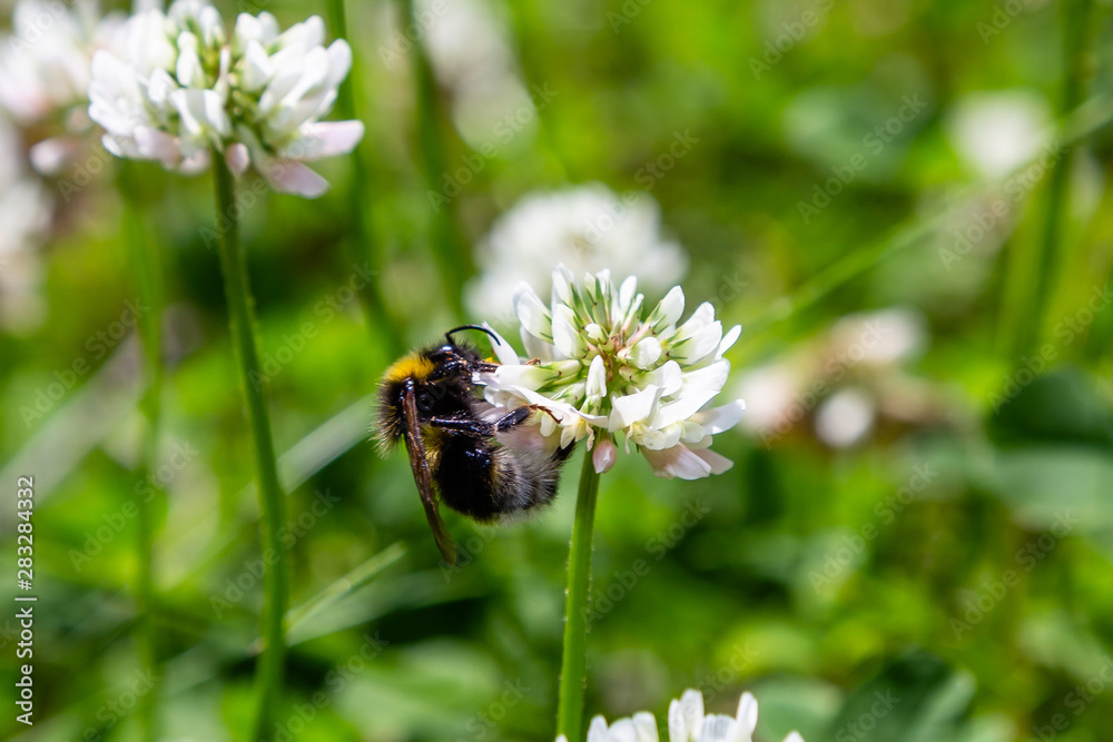 A bee collects nectar on a white clover (Trifolium repens) flower. Natural background. Pollination of crops. A bee collects nectar on a white clover (Trifolium repens) flower. Natural background. Pollination of crops.