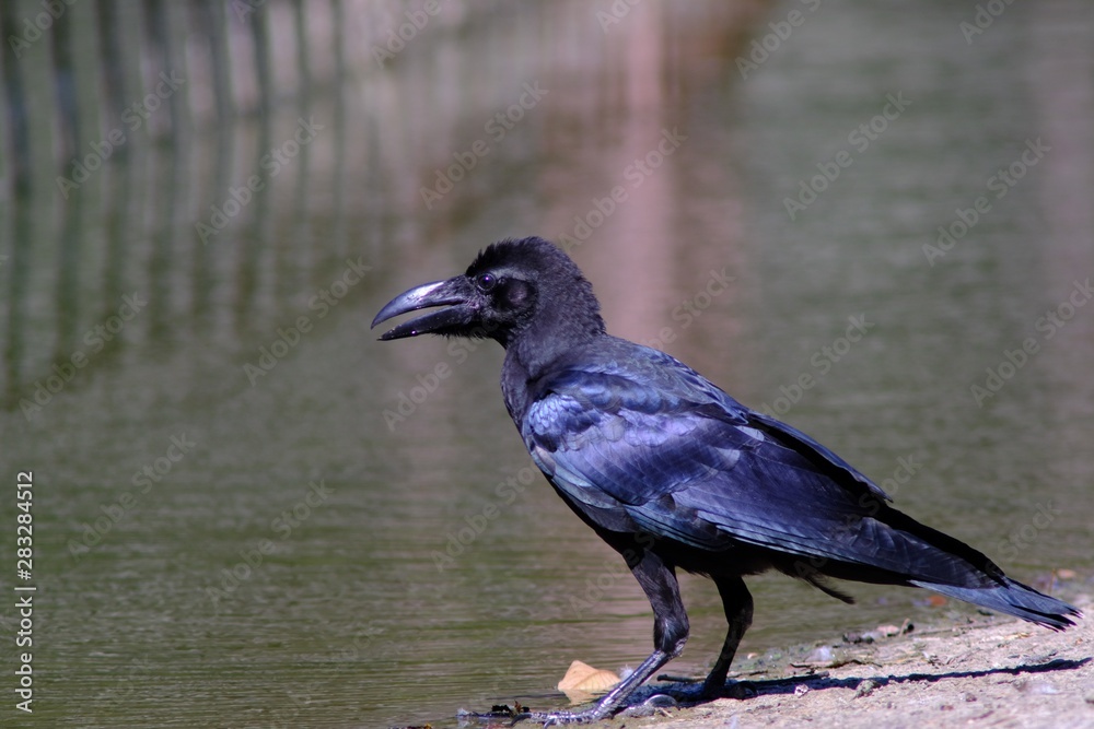 Obraz premium bird, crow, animal, raven, black, nature, wildlife, beak, rook, wild, corvus, grass, feather, feathers, wings, corvus frugilegus, jackdaw, birds, pigeon, park, wing