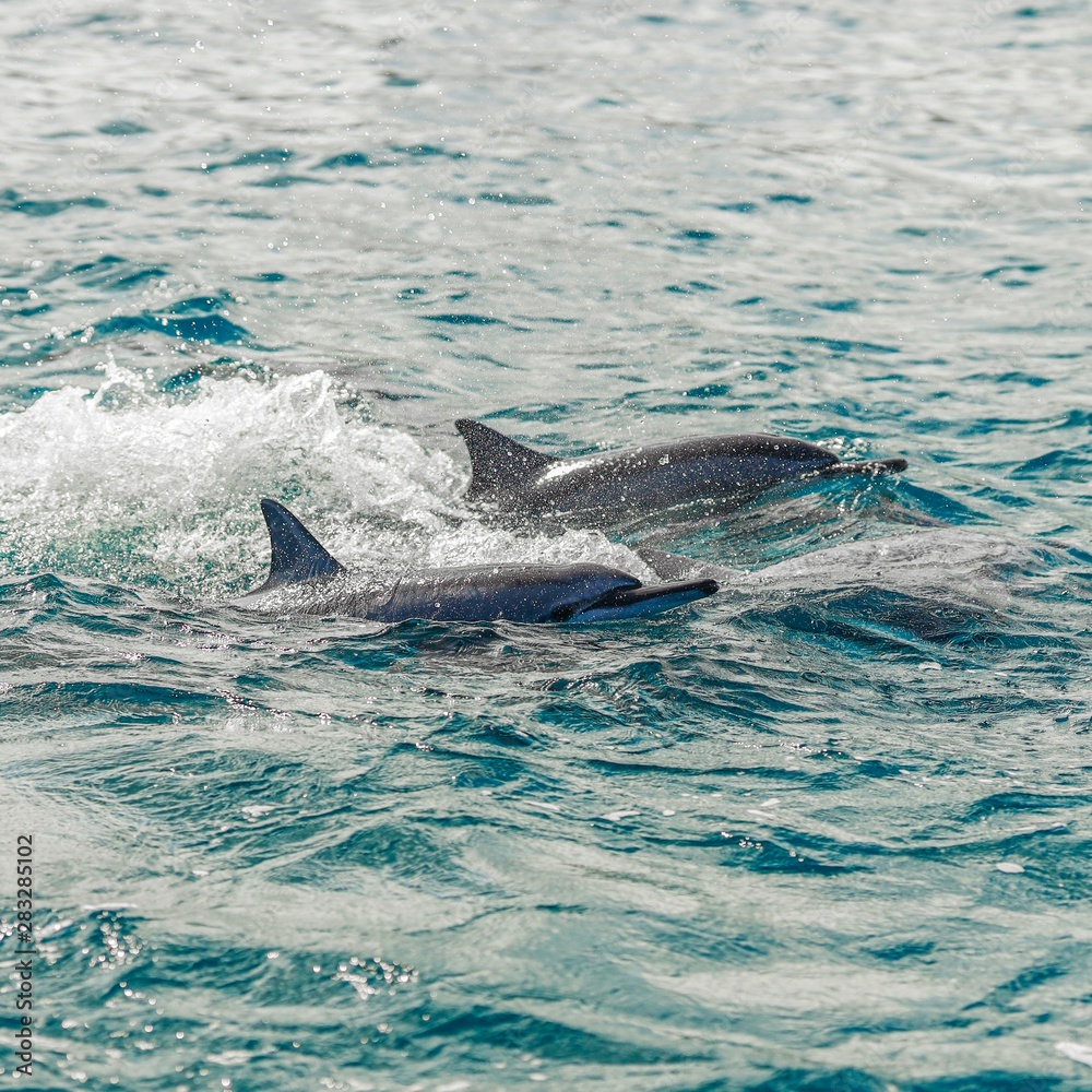 Fototapeta premium dolphin in blue water