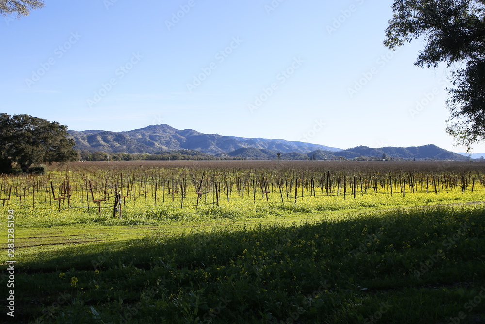 A Landscape of a Vineyard in St. Helena, California