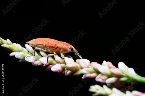 Lixus amurensis Faust on plant photo