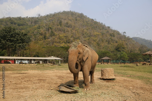 An Elephant at the Elephant Nature Park in Thailand