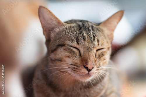 Cute tabby cat closed the eyes and sleeping, close up