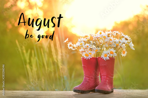 Fototapeta Naklejka Na Ścianę i Meble -  August be good. daisies and rubber red boots. Creative Gardening concept. Beautiful bunch of summer flowers chamomile and red boots. summer time. shallow depth, soft selective focus