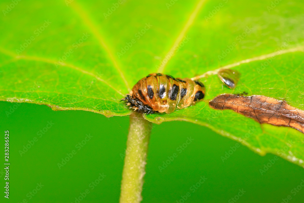 Fototapeta premium Harmonia axyridis puparium on plant