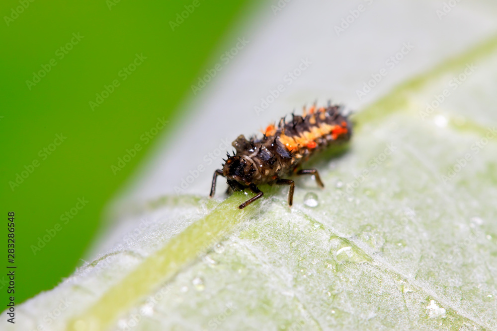 Harmonia axyridis ladybugs on plant Harmonia axyridis ladybugs on plant