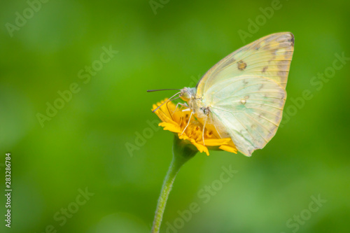 Yellow flowers blooming with butterfly 