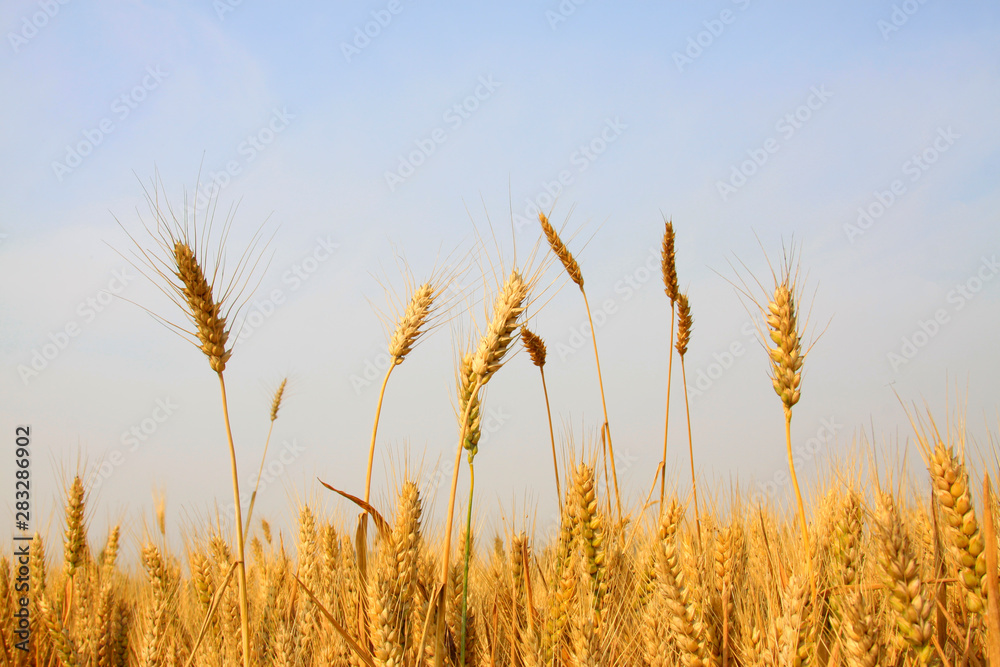 mature grain