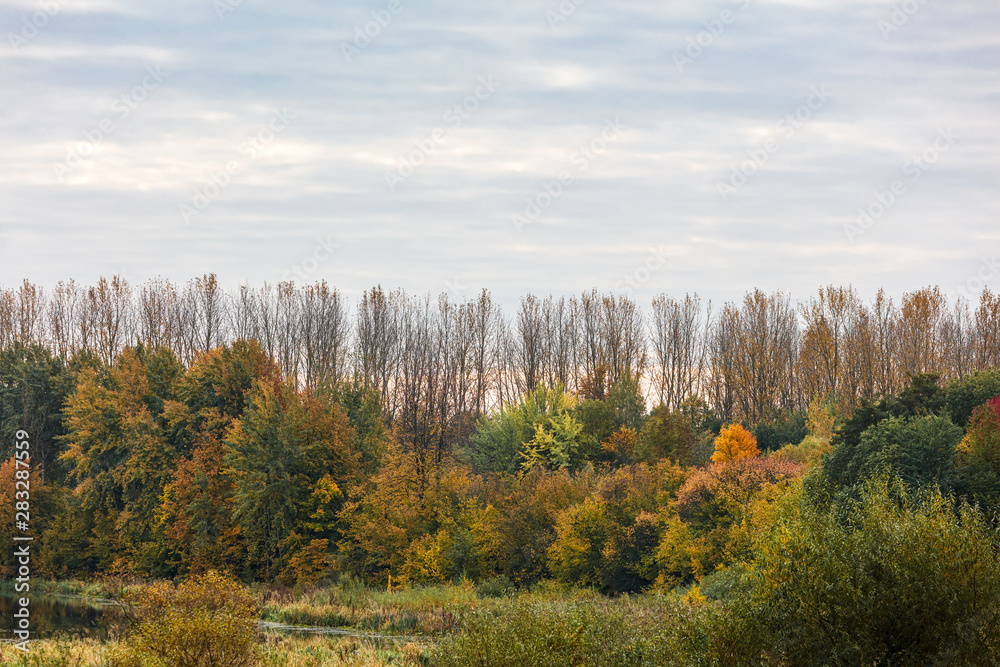 natural landscape view during fall season. autumnal trees and bushes view against grey sky background natural landscape view during fall season. autumnal trees and bushes view against grey sky background