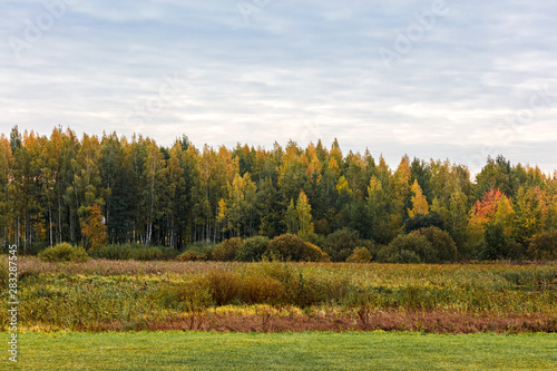 natural landscape view with autumnal trees against cloudy grey sky background