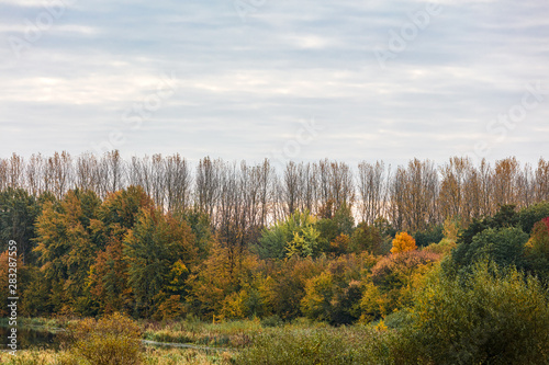 natural landscape view during fall season. autumnal trees and bushes view against grey sky background