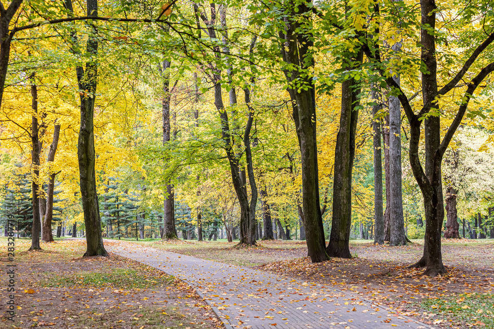 autumnal park scene with footpath and trees with bright yellow foliage growing alongside