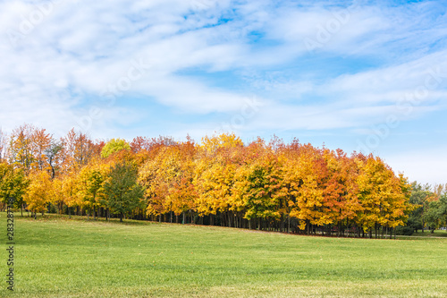 picturesque natural landscape. park trees with bright red foliage in autumn against blue sky background