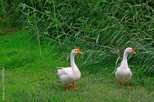 white goose