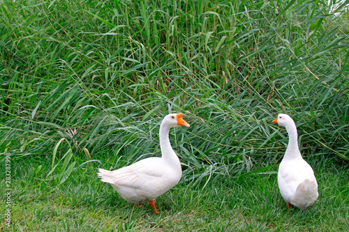 white goose