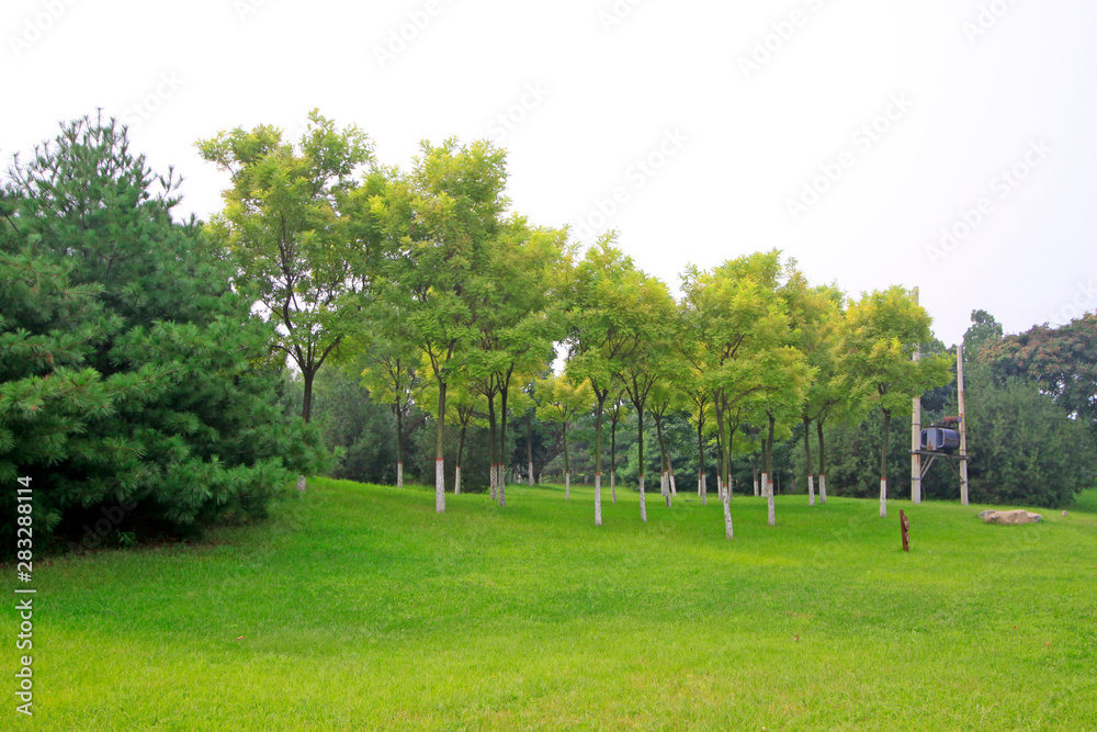 lawn and trees