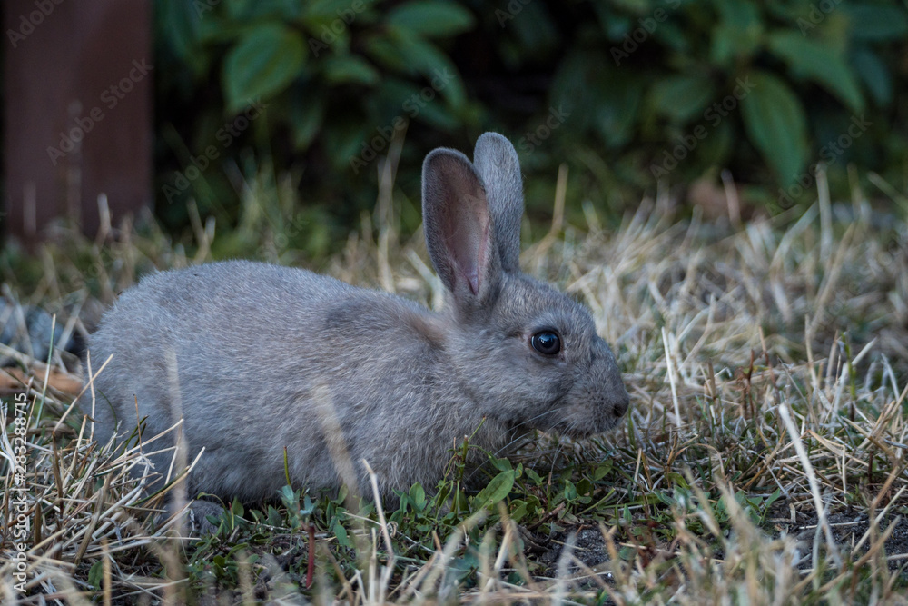 Fototapeta premium cute grey rabbit resting at brown dry grass field sniffing out something to eat