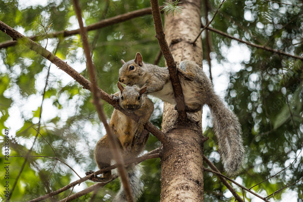 Fototapeta premium two squirrels resting on tree branch while one of them cleaning the fur for another