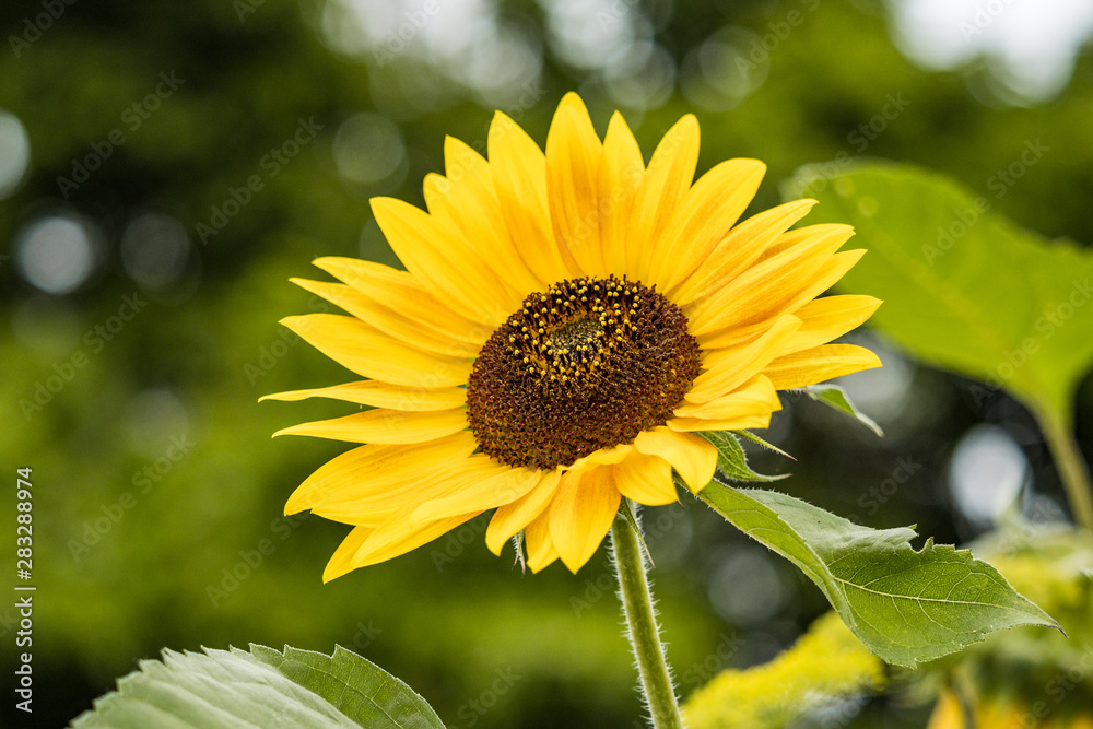 single sunflower with yellow gradient petals blooming in the field with blurry green background single sunflower with yellow gradient petals blooming in the field with blurry green background