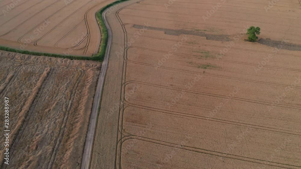 Ripe Golden Wheat Fields Aerial Ripe Golden Wheat Fields Aerial