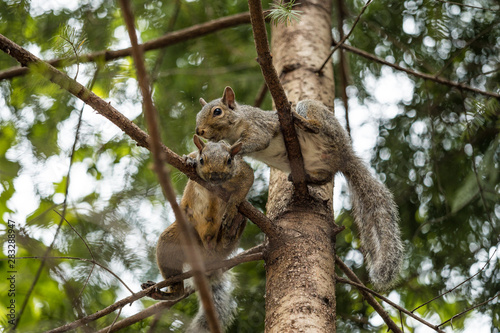 two squirrels resting on tree branch while one of them cleaning the fur for another © Yi
