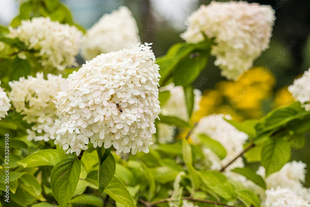beautiful white Hydrangea flowers blooming in the park beautiful white Hydrangea flowers blooming in the park