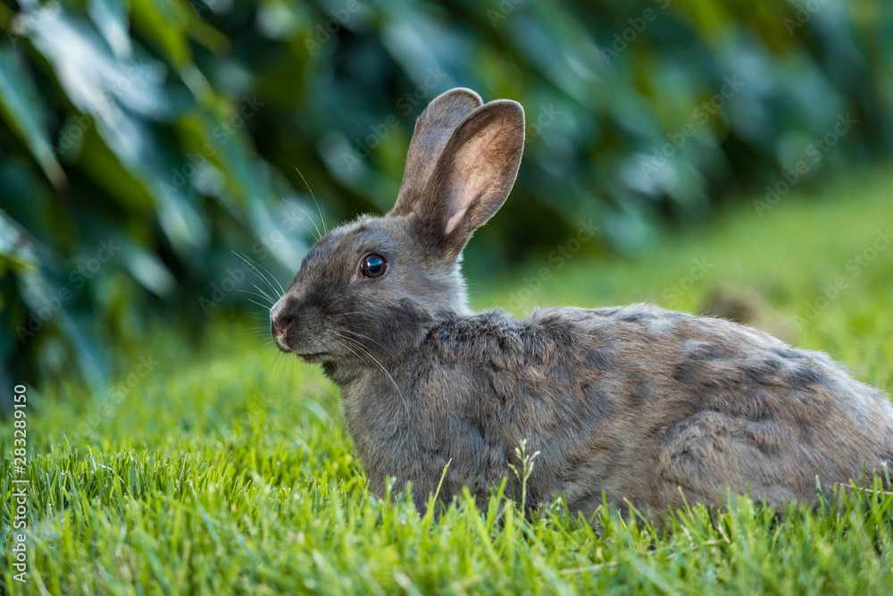 side portrait of a cute grey rabbit laying on green grass field side portrait of a cute grey rabbit laying on green grass field