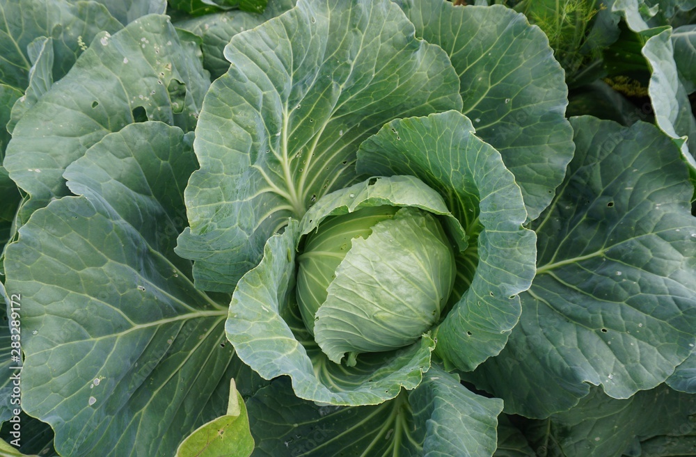 white cabbage head out grows on a bed....... white cabbage head out grows on a bed.......
