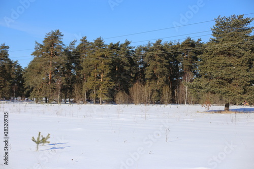 trees in winter